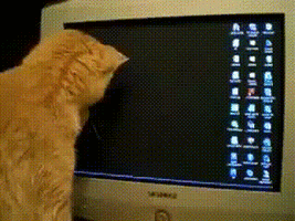 Cat Gif 2