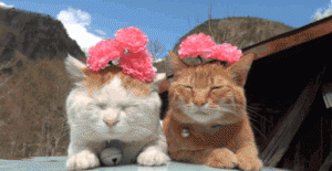 Cat Gif 1