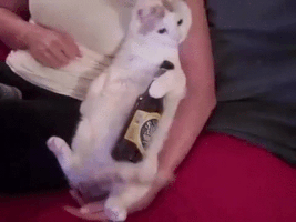 Cat Gif 4