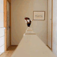 Cat Gif 11