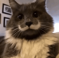 Cat Gif 8