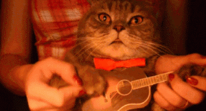 Cat Gif 7