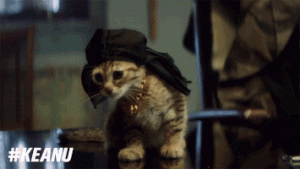 Cat Gif 6 2