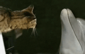 Cat Gif 18