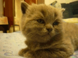 Cat Gif 17