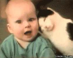 Cat Gif 16