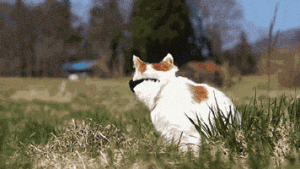 Cat Gif 15