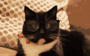 Cat Gif 13