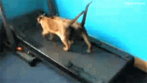 Cat Gif 19