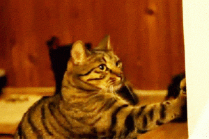 Cat Gif 25