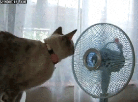 Cat Gif 24