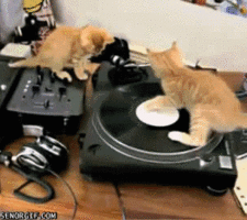 Cat Gif 23