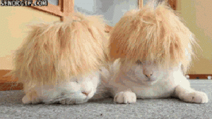 Cat Gif 21
