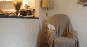 Cat Gif 20