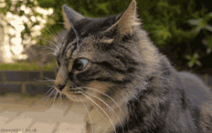 Cat Gif 35