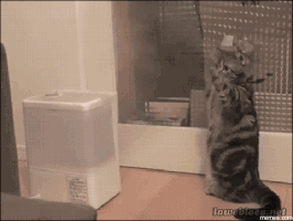Cat Gif 34