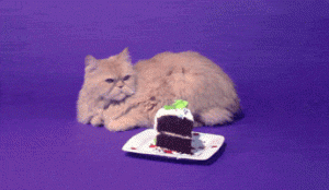 Cat Gif 33