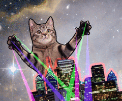 Cat Gif 32