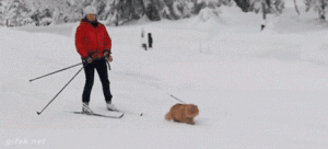 Cat Gif 31