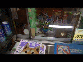 Dog Gif