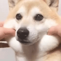 Dog Gif 6