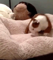 Dog Gif 3
