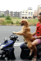 Dog Gif 2