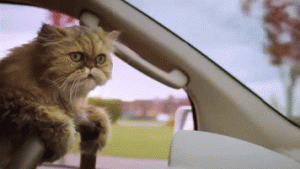 Cat Gif 9