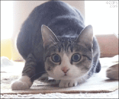 Cat Gif 27