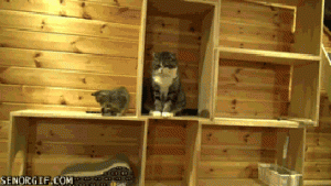 Cat Gif 26