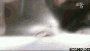 Cat Gif 22