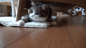 Cat Gif 28