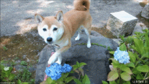 Dog Gif 1 2