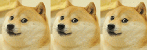 Dog Gif 11