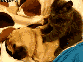 Dog Gif 12