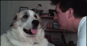 Dog Gif 13