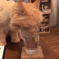 Cat Gif 12