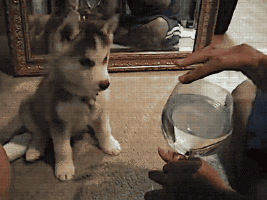 Dog Gif 14