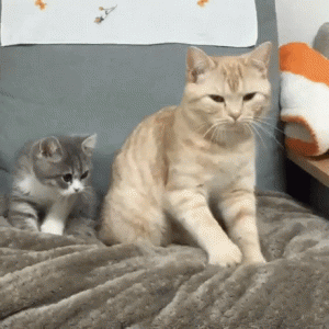 Copy Cat
