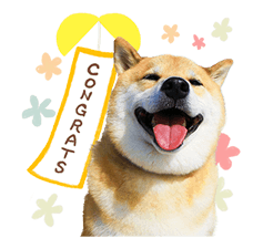 Shiba Maru Stickers 14